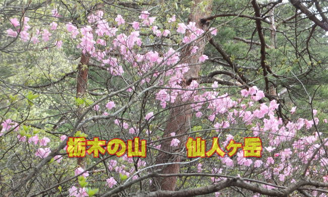  �@    �Ȗ؂̎R�@�@��l���x