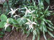 �q���E�X���L�\�E