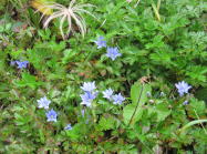 �C�C�f�����h�E