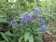 �g���J�u�g