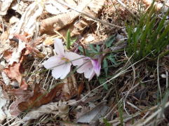 �G�C�U���X�~��