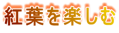 紅葉を楽しむ 