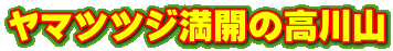 ヤマツツジ満開の高川山