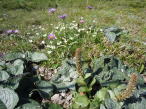 夕張岳に咲く花たち
