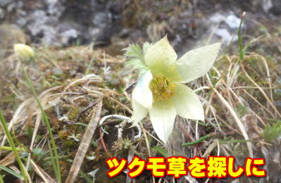 ツクモ草を探しに 